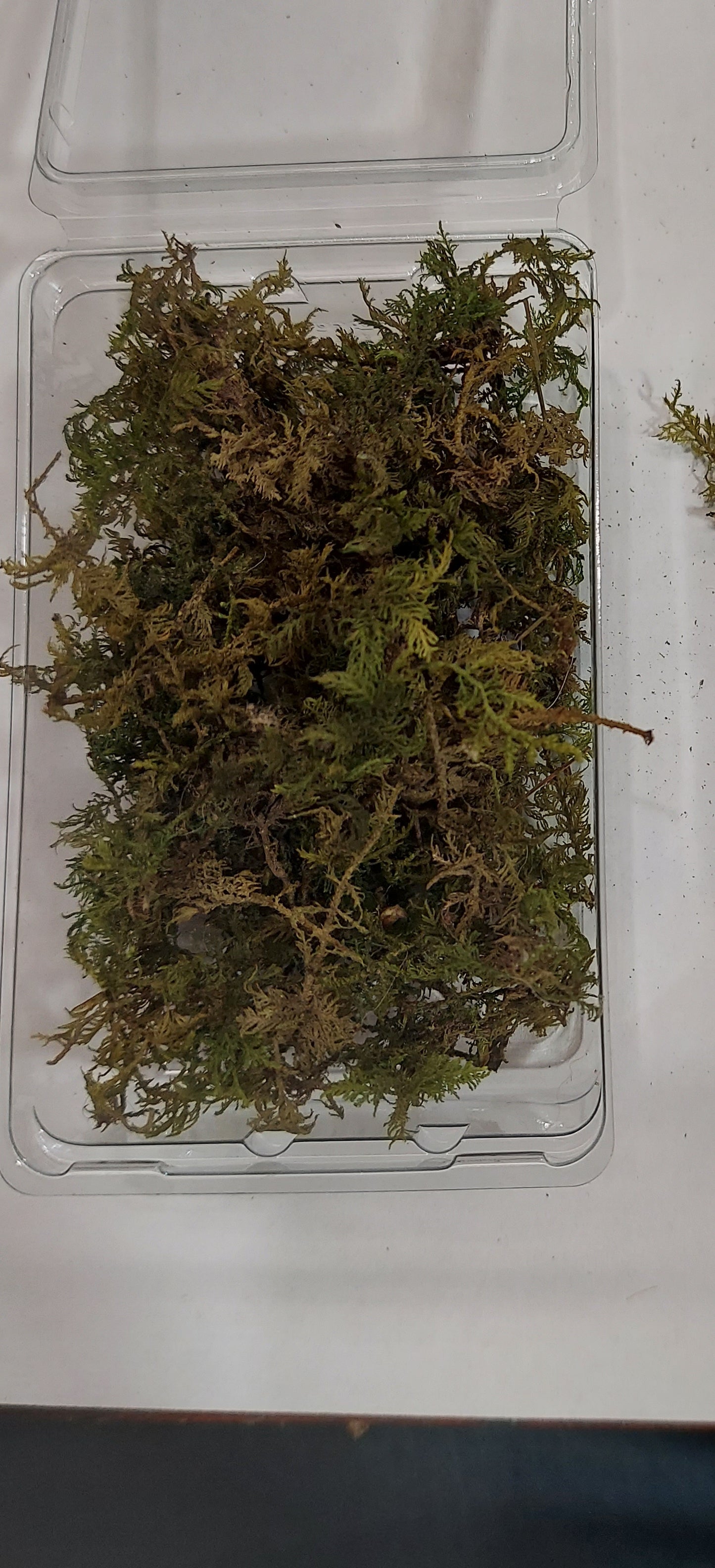 Forest Fern (Light Green)