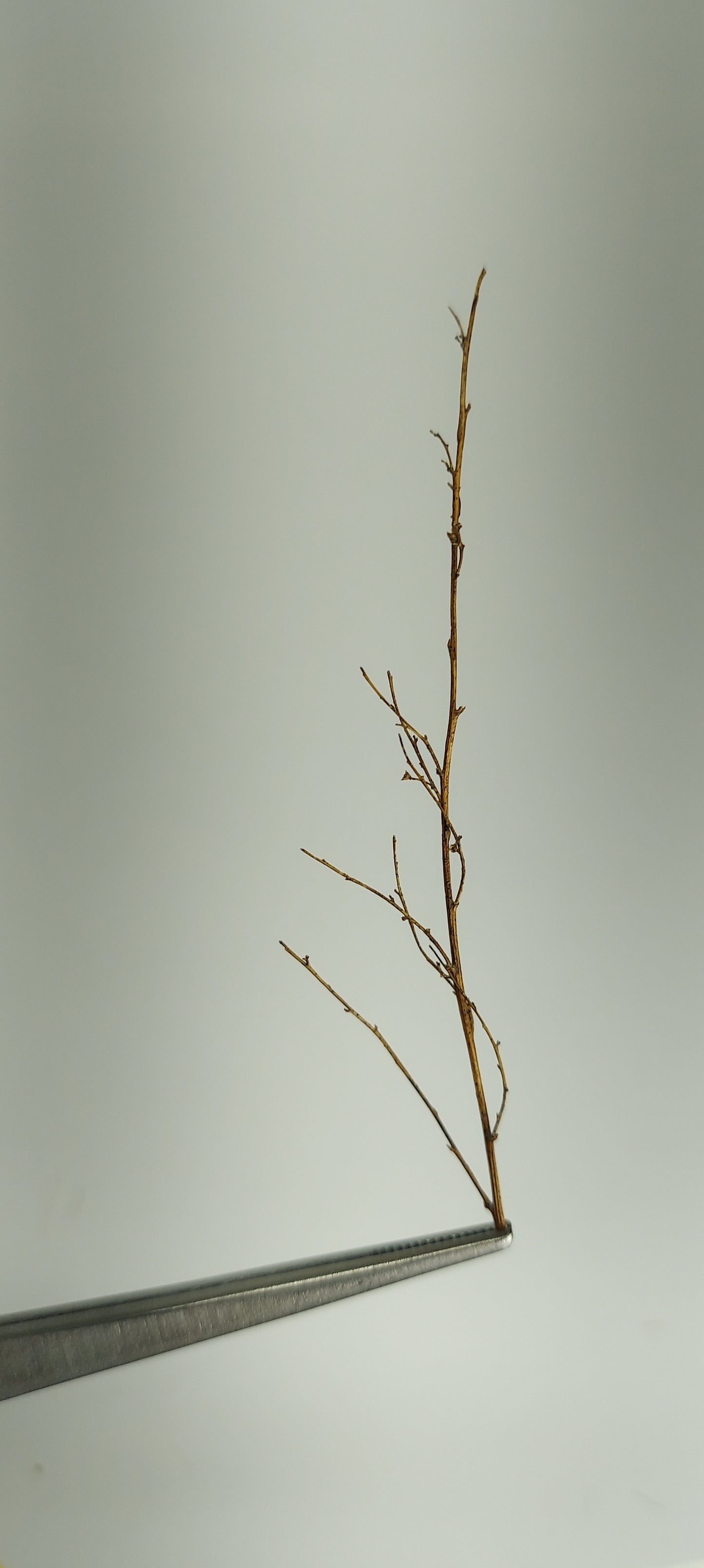 Woody Field Growth