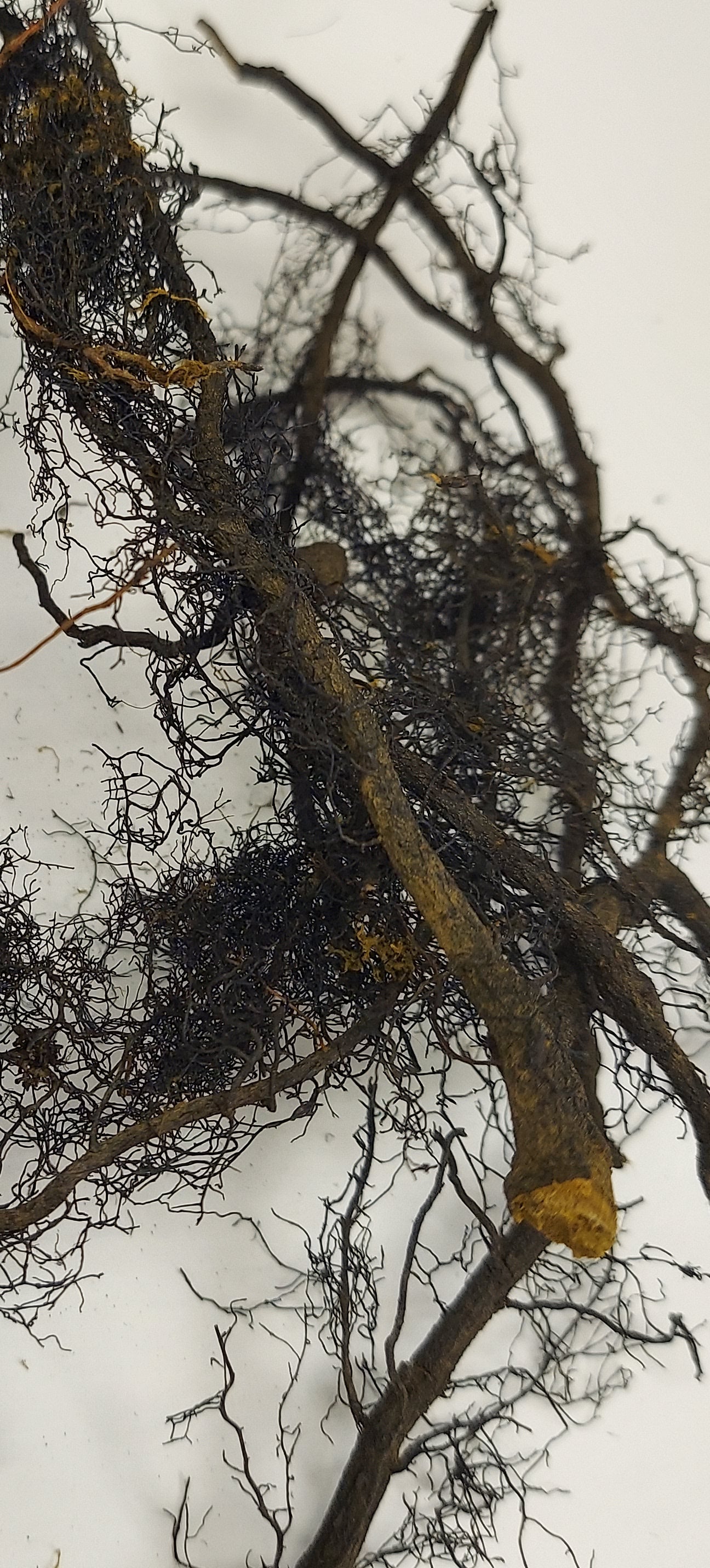 Preserved Root