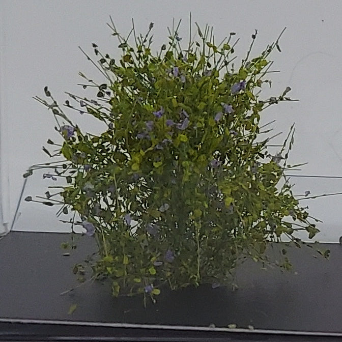 XL Bushes 30mm +/- [Bright Green w/Lavender Flowers]