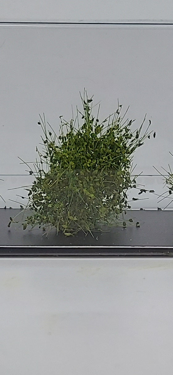 XL Bushes 30mm +/- [Light Green]