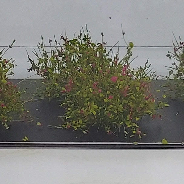 Bushes 20mm +/- [Bright Green w magenta flowers]
