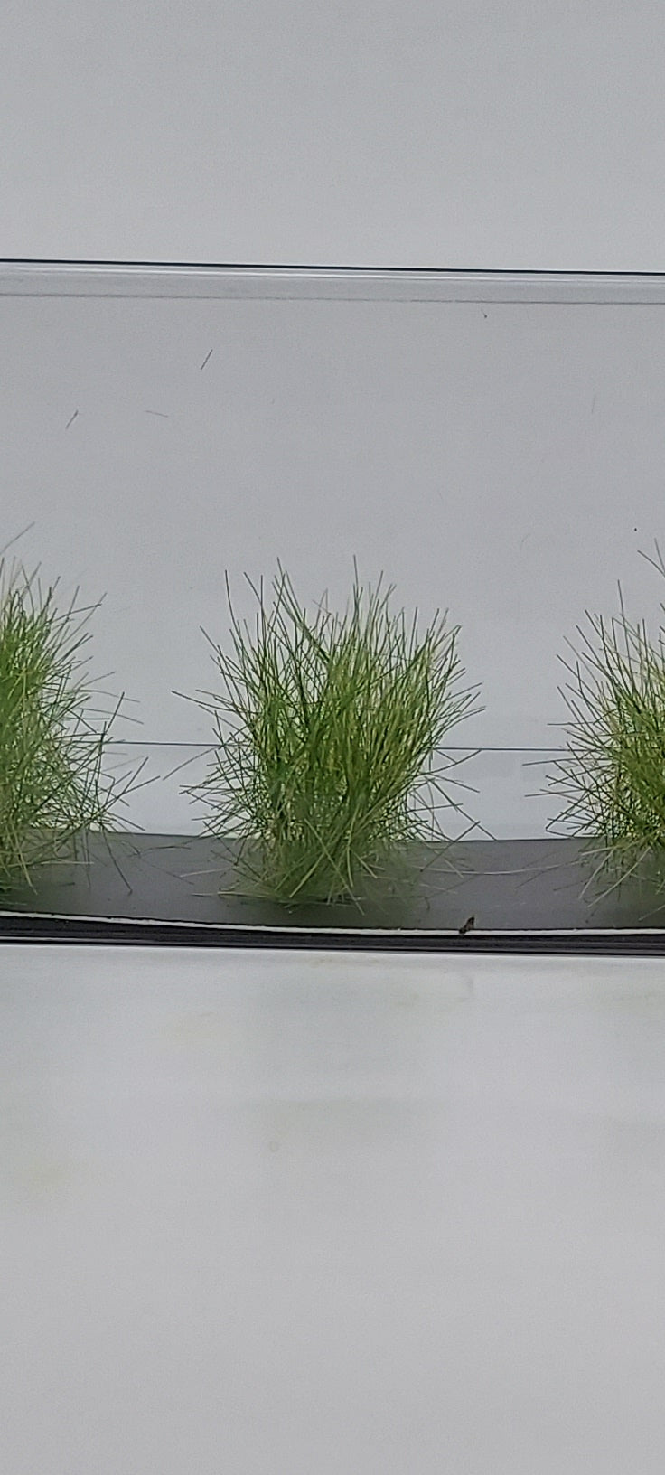 Tall Tufts [Late Summer]