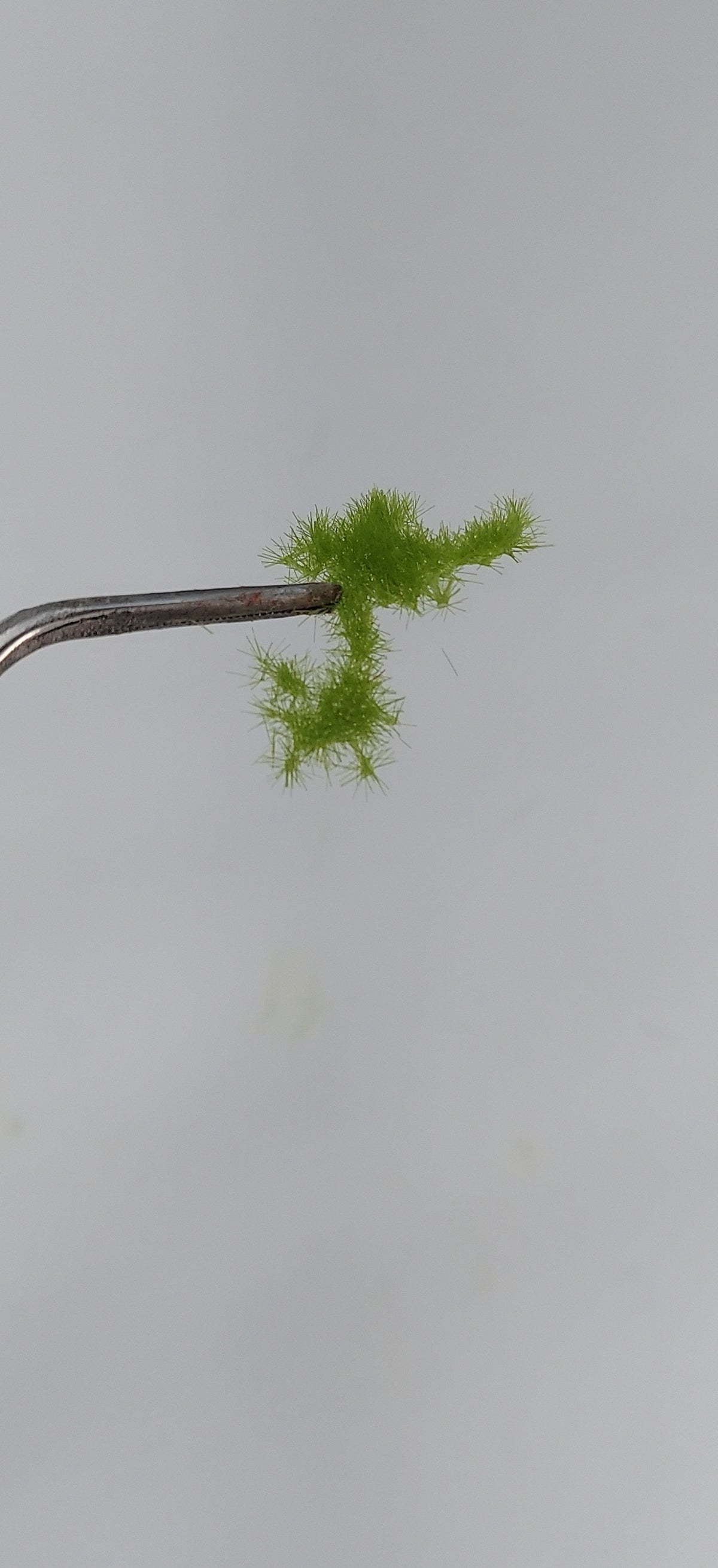 Tuft Sheet [Spring] 2mm