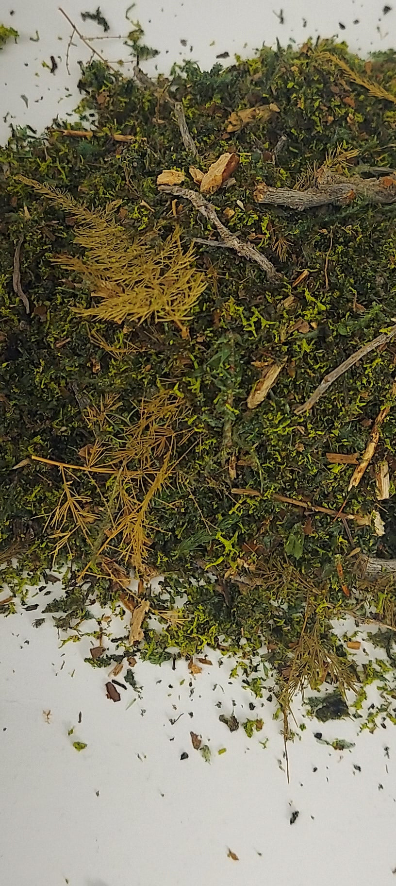Forest Floor [Early SpringGreen]