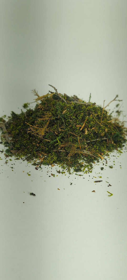 Forest Floor [Early SpringGreen]