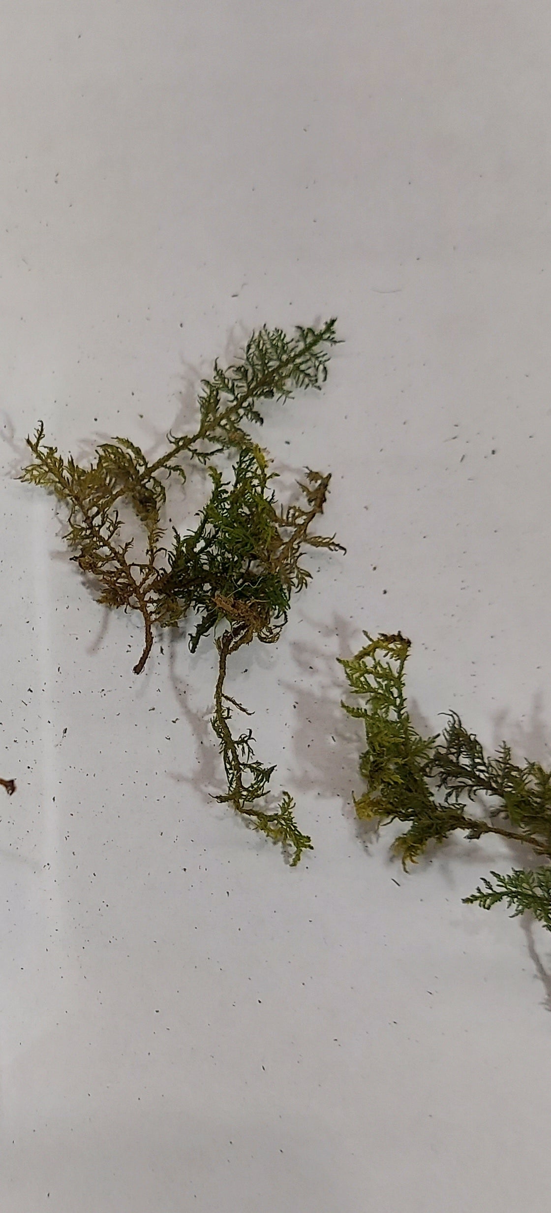 Forest Fern (Dark Green)