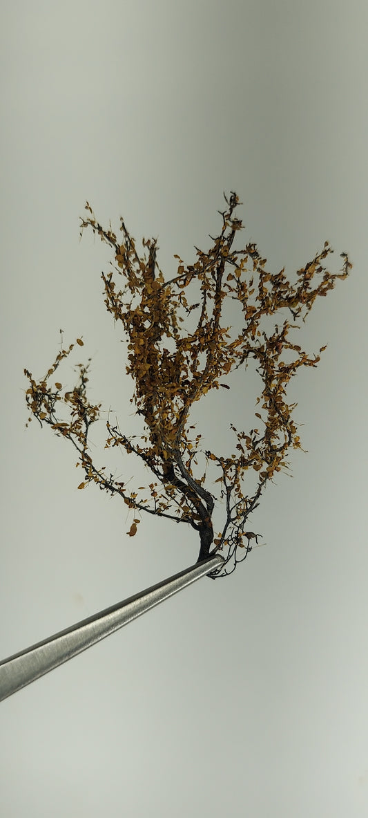 Field Bushes [Autumn Brown]