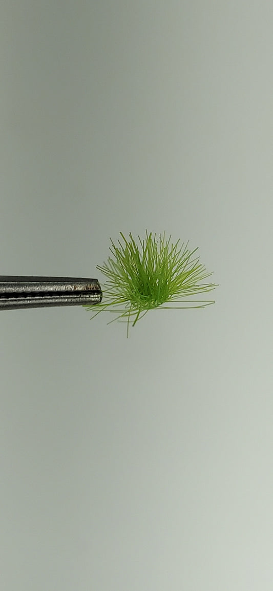 Tufts 6mm [Spring]