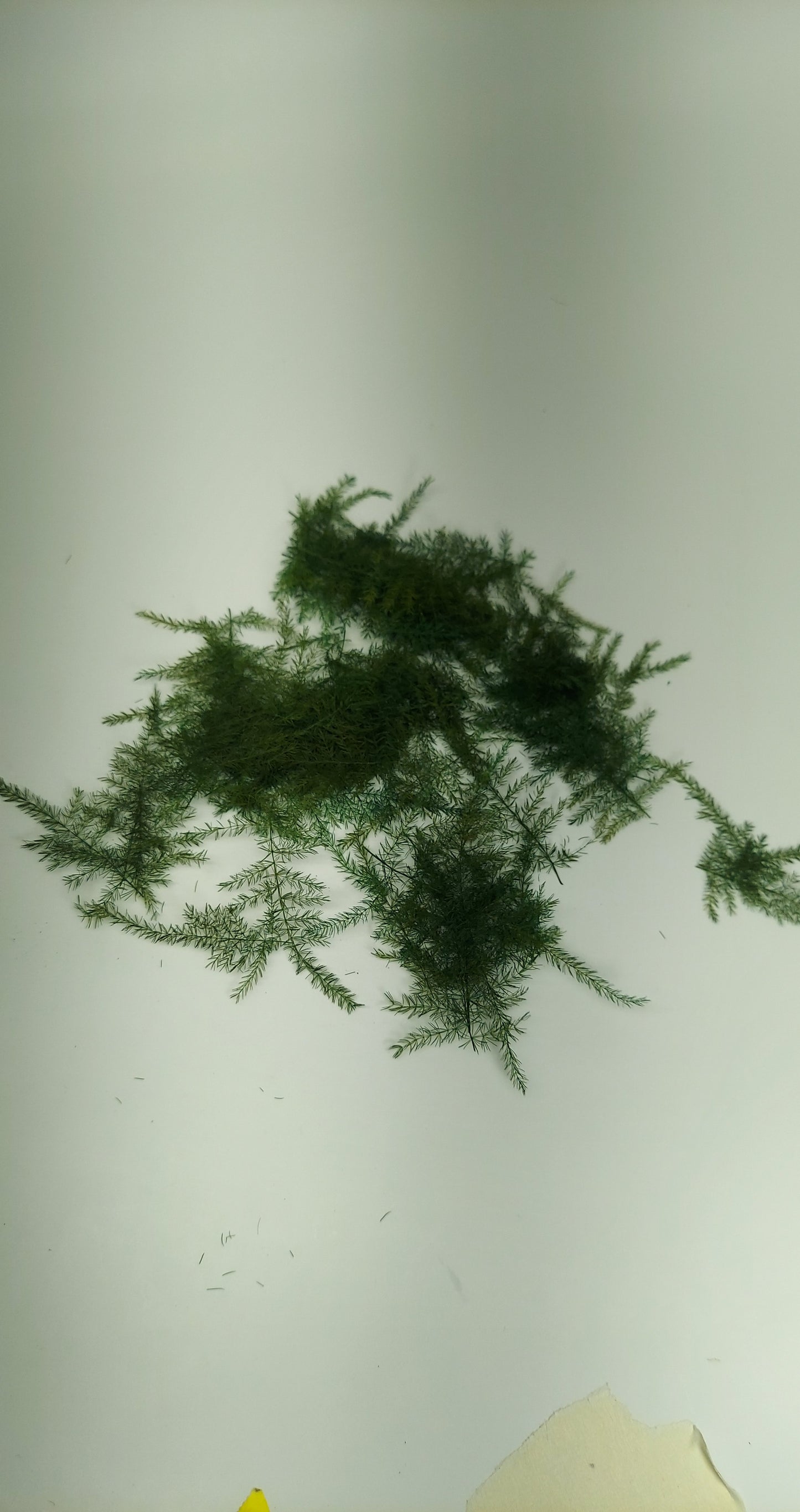 Pine Branches [Small]