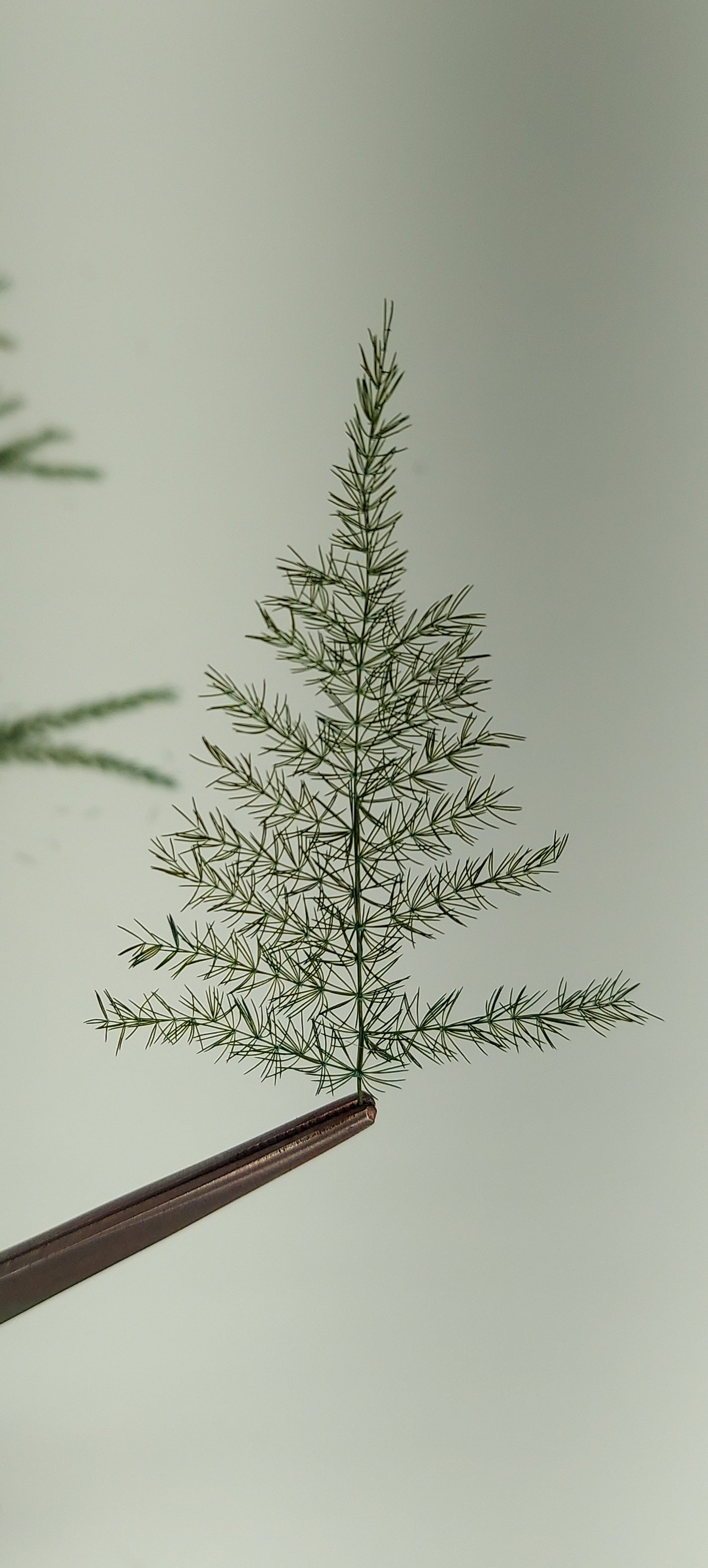 Pine Branches [Small]