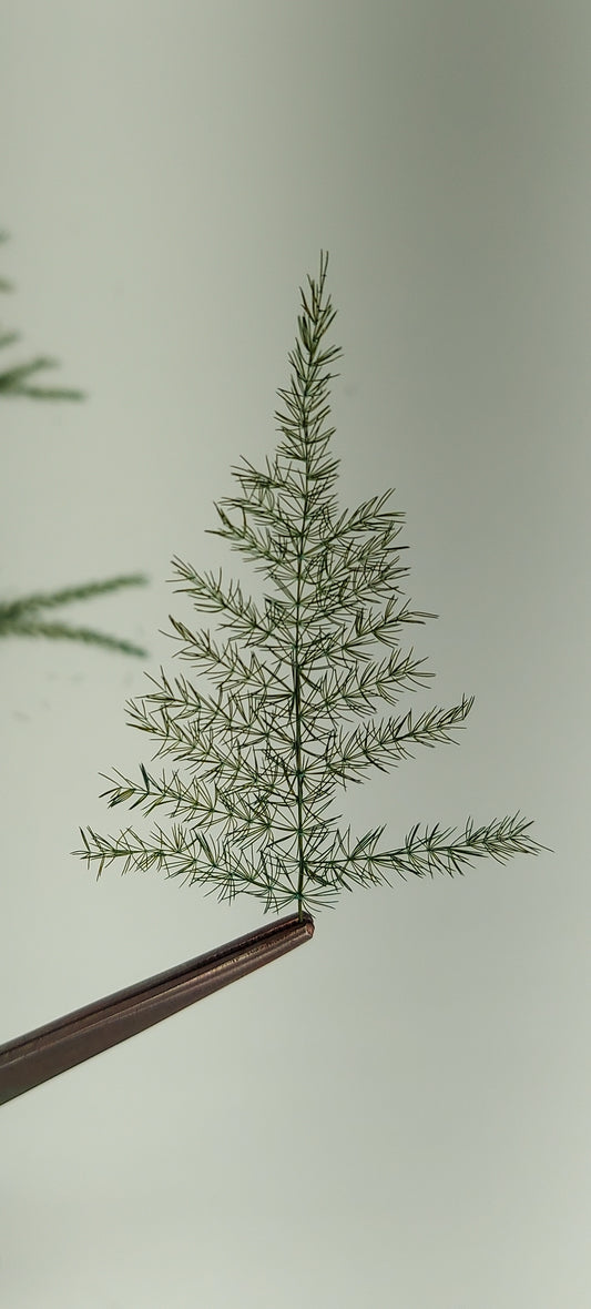 Pine Branches [Small]