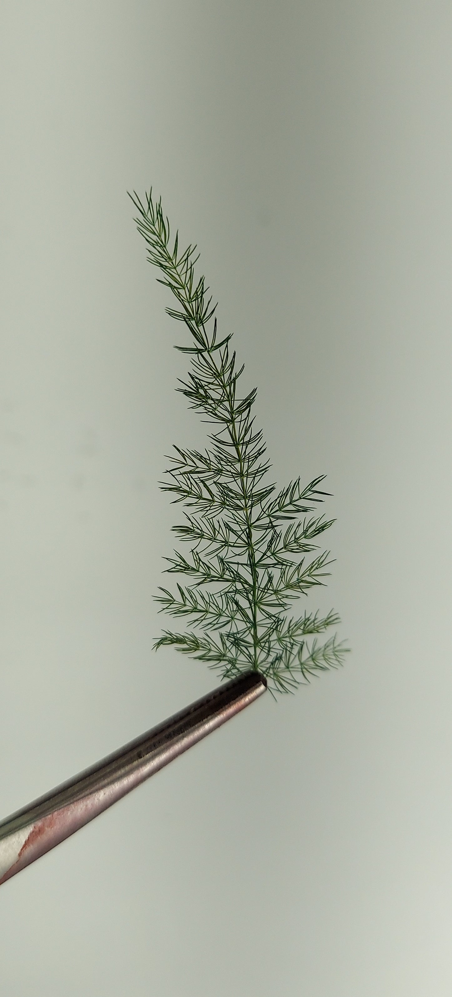 Pine Branches [Small]