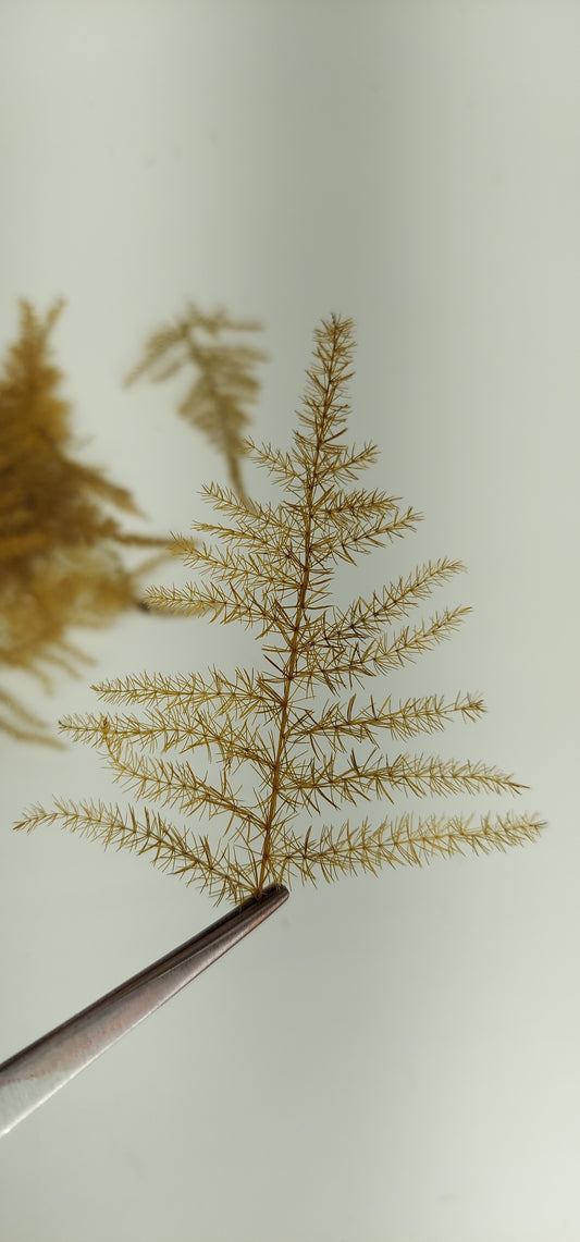 Pine Branches Brown [Large]