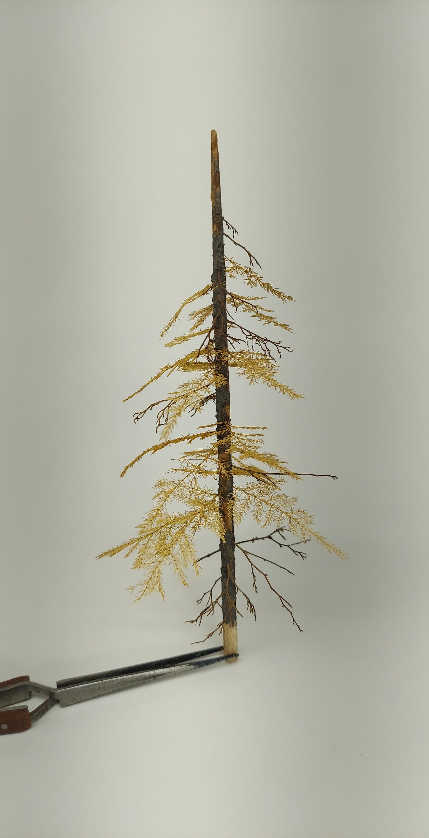 Pine Tree Kit [Distressed]