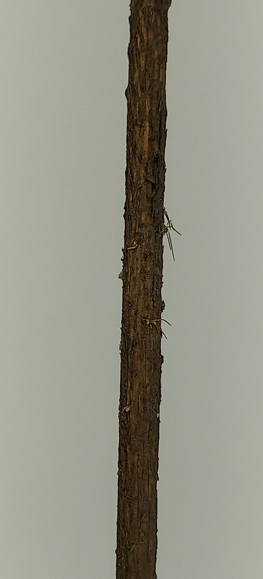 Pine Tree Trunk [Carved Regular]