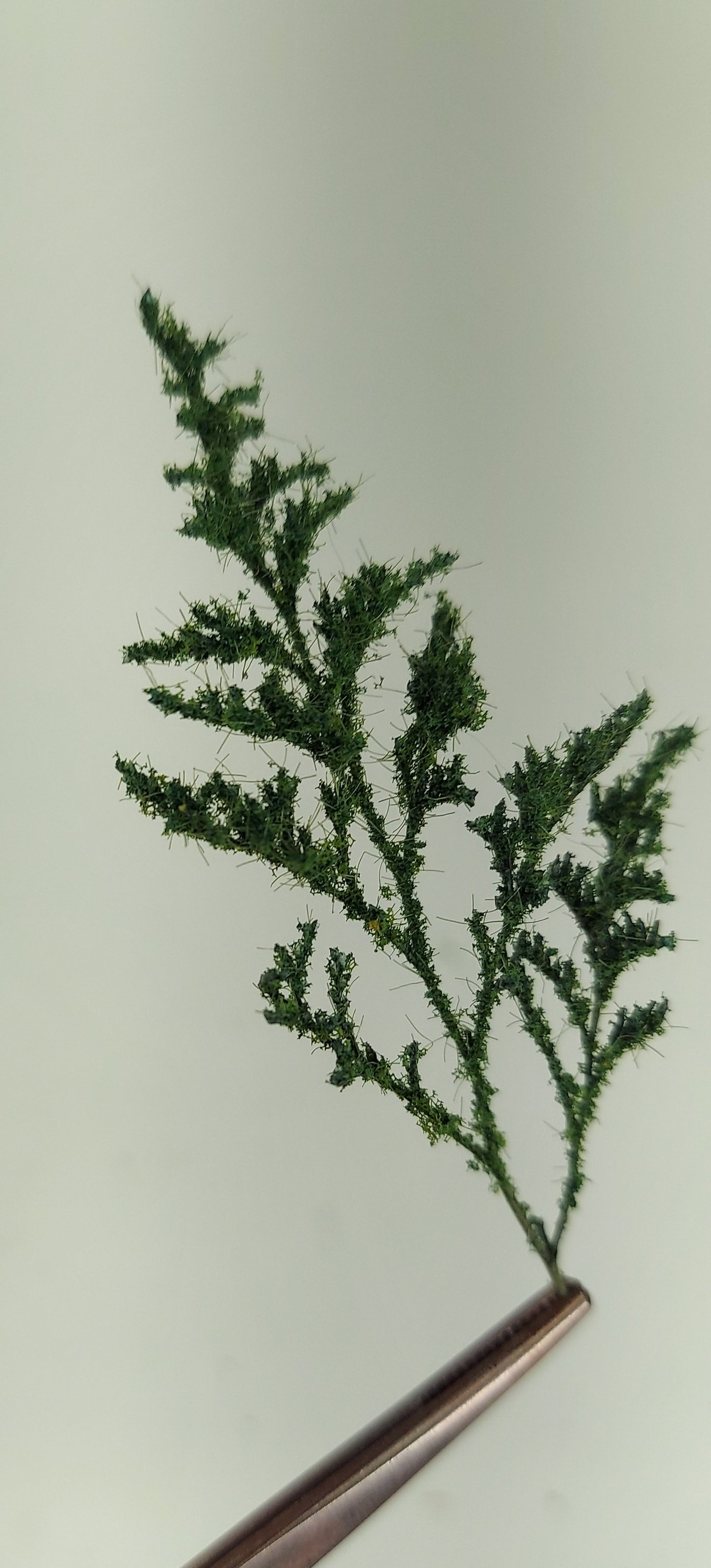 Spruce Pine Tree Kit [CPTK]